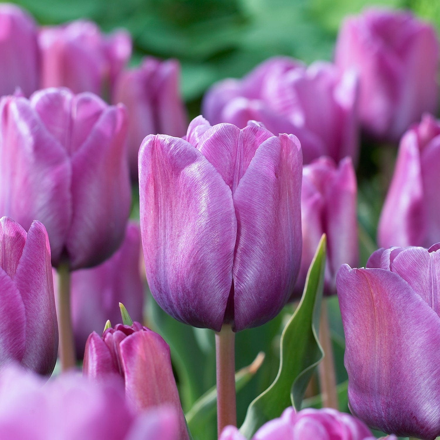 Tulipan 'Bleu Aimable'